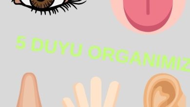 okul öncesi duyu organları etkinlikleri