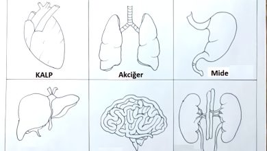 iç organlarımız kalıbı okul öncesi etkinlikarsiv.com